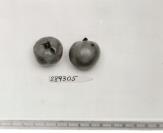 Click for 1 image(s) for this accession. FRUIT
